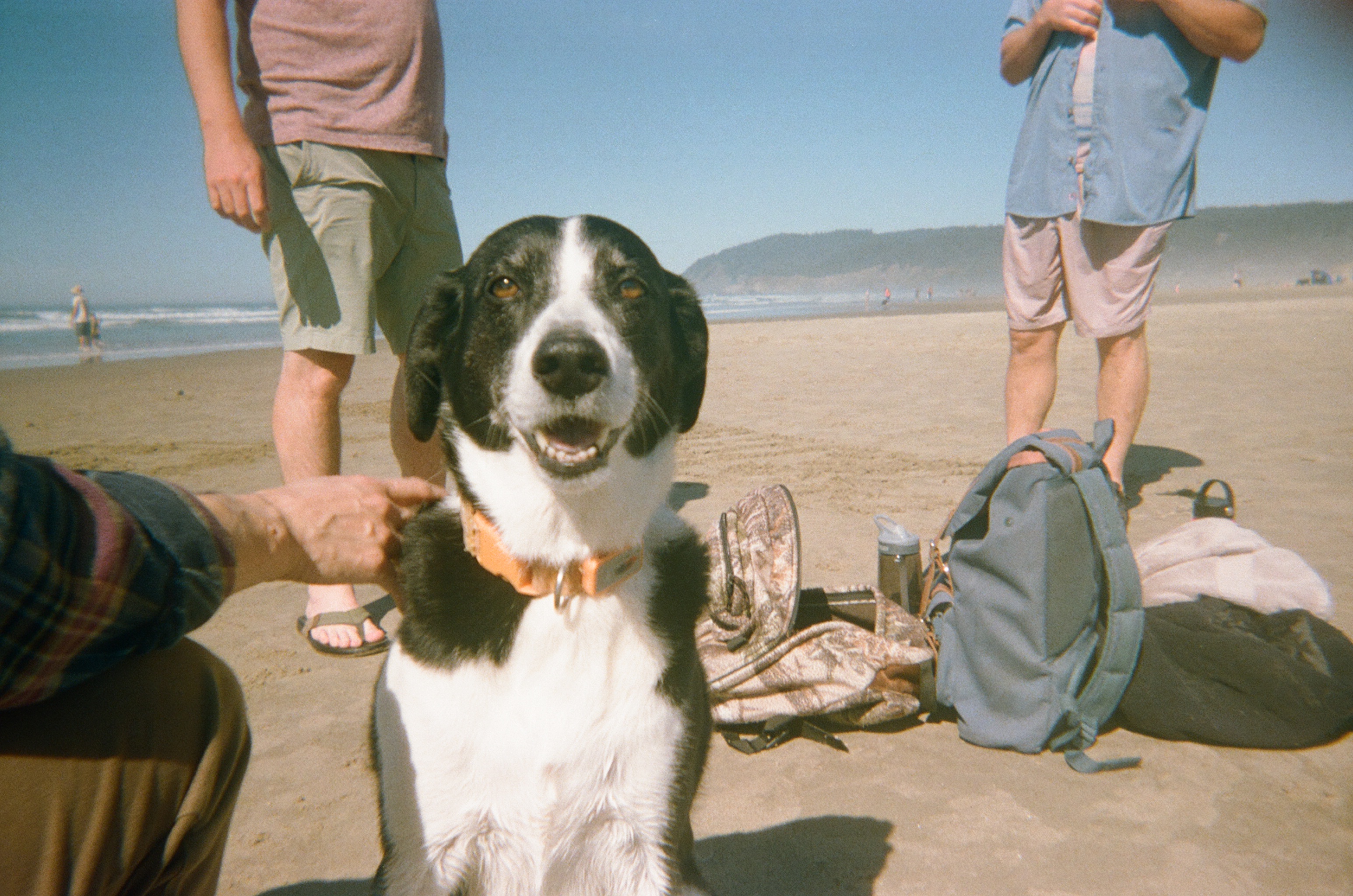 Best Dog in the World